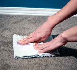 blot-carpet-stain with a cotton cloth to absorb all the excess liquid
